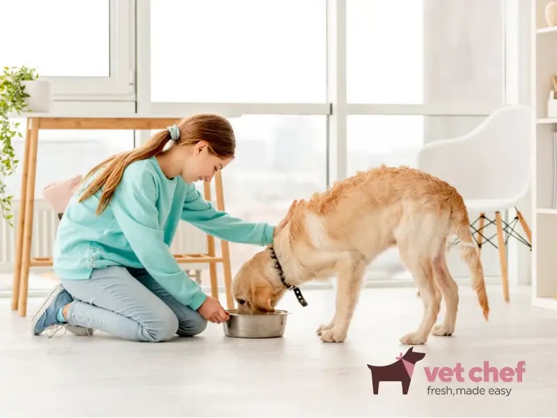 vetchef